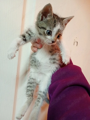 Donez 4 puiuți de pisica - imagine 3