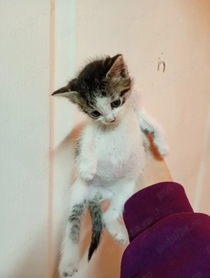 Donez 4 puiuți de pisica - imagine 2