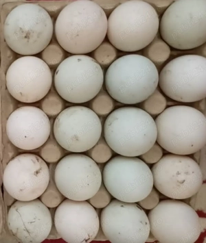 Oua de rață pentru consum sau incubat 