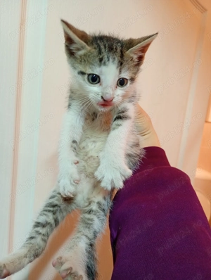 Donez 4 puiuți de pisica - imagine 5