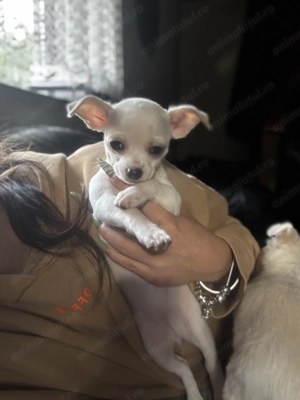 Vând pui de Chihuahua 