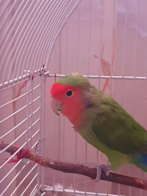 Vând sau schimb agaporis 