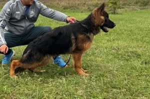 Mascul Ciobănesc german cu păr lung 