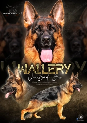 Mascul Ciobănesc german cu păr lung  - imagine 2