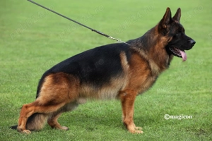 Mascul Ciobănesc german cu păr lung  - imagine 3