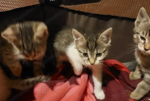 Donez pui de pisica - imagine 4