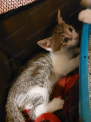 Donez pui de pisica - imagine 5