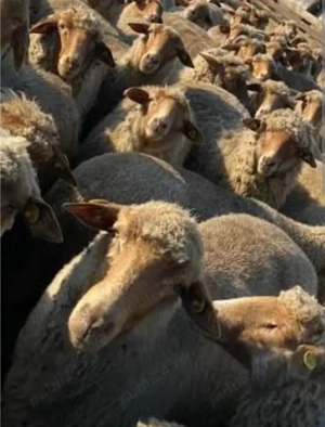 Vînd 200 buc. oi tigaie  - imagine 2