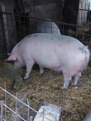 vind porci crescuti natural - imagine 2