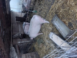 vind porci crescuti natural - imagine 5