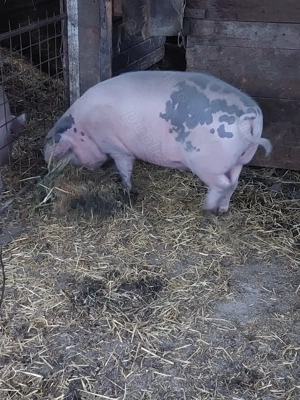 vind porci crescuti natural