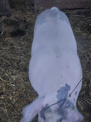 vind porci crescuti natural - imagine 3