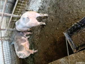 Porc  de vanzare - imagine 4