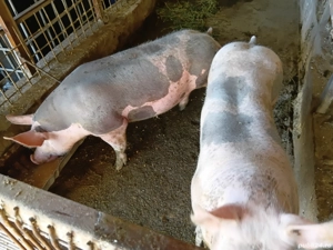 Porc  de vanzare - imagine 3