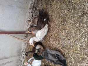 Rațe rouen - imagine 4