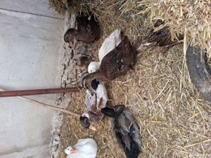 Rațe rouen - imagine 2