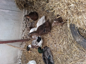 Rațe rouen - imagine 3