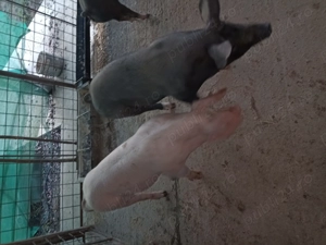 Porci și purcei de vânzare de țară  - imagine 3