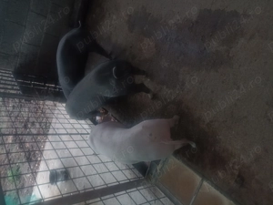 Porci și purcei de vânzare de țară  - imagine 2