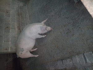 Porci și purcei de vânzare de țară  - imagine 4