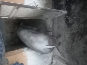 Porci și purcei de vânzare de țară  - imagine 5