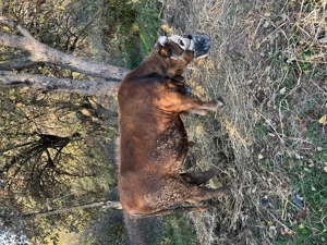 Tăuraș  de vânzare  - imagine 4