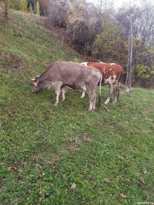 Vând junici  - imagine 3