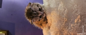 scottish Fold tigrat  - imagine 2