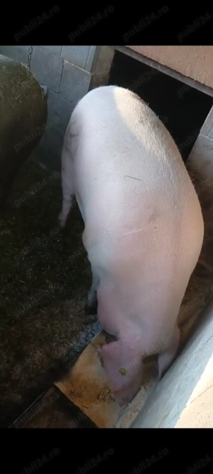 Porci de vanzare 2 mascuri și o scroafă castrata crescuți natural cu porumb  - imagine 2