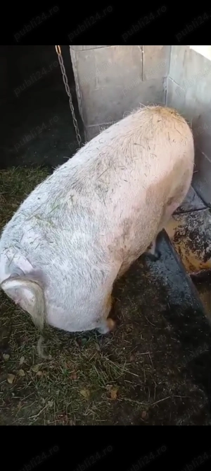 Porci de vanzare 2 mascuri și o scroafă castrata crescuți natural cu porumb  - imagine 4