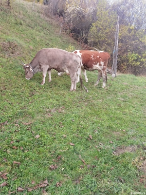 Vând junici  - imagine 2