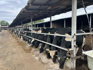 Angajez la fermă de vaci - imagine 2