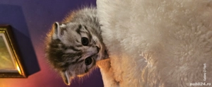 british,scottish Fold tigrat 