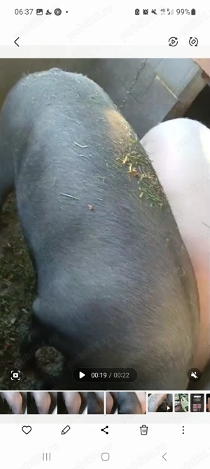 Porci de vanzare 2 mascuri și o scroafă castrata crescuți natural cu porumb  - imagine 5