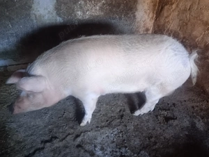 Vând 2 scrofițe între 130-200 detalii privat  - imagine 3