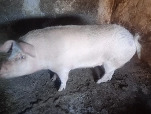 Vând 2 scrofițe între 130-200 detalii privat  - imagine 2