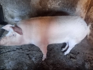 Vând 2 scrofițe între 130-200 detalii privat  - imagine 5