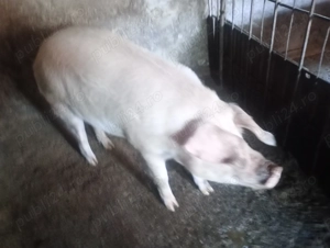 Vând 2 scrofițe între 130-200 detalii privat  - imagine 4