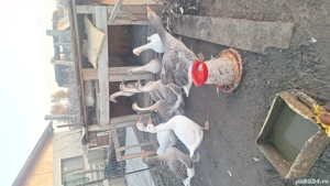 gaste de vanzare sau schimb 