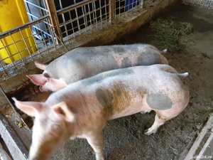 Porc de vanzare - imagine 4