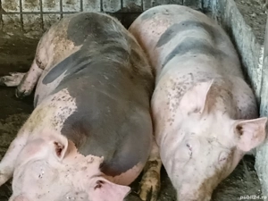 Porc de vanzare - imagine 3