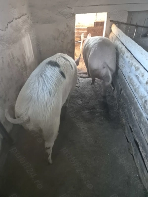 Vând porc gras  - imagine 3