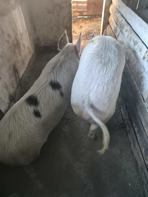 Vând porc gras  - imagine 2