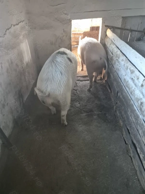 Vând porc gras  - imagine 4