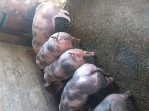 Vând purcei pietrean belgian  - imagine 2