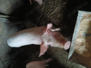 Purcei de vânzare vârsta 