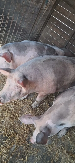 De vânzare porci 