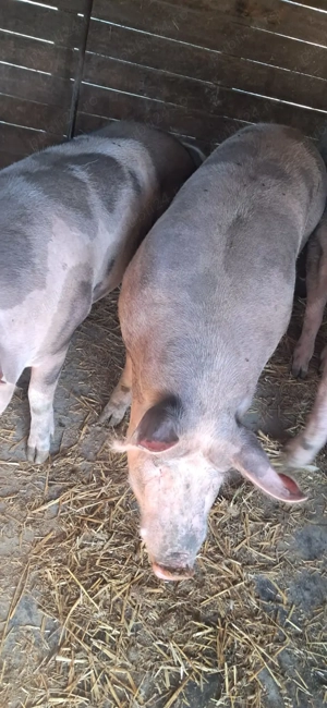 De vânzare porci  - imagine 3