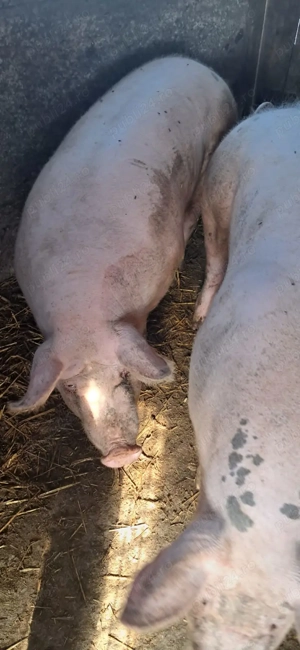 De vânzare porci  - imagine 2