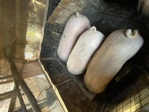 Vând Porci pentru sacrificiu de Sărbători  - imagine 2